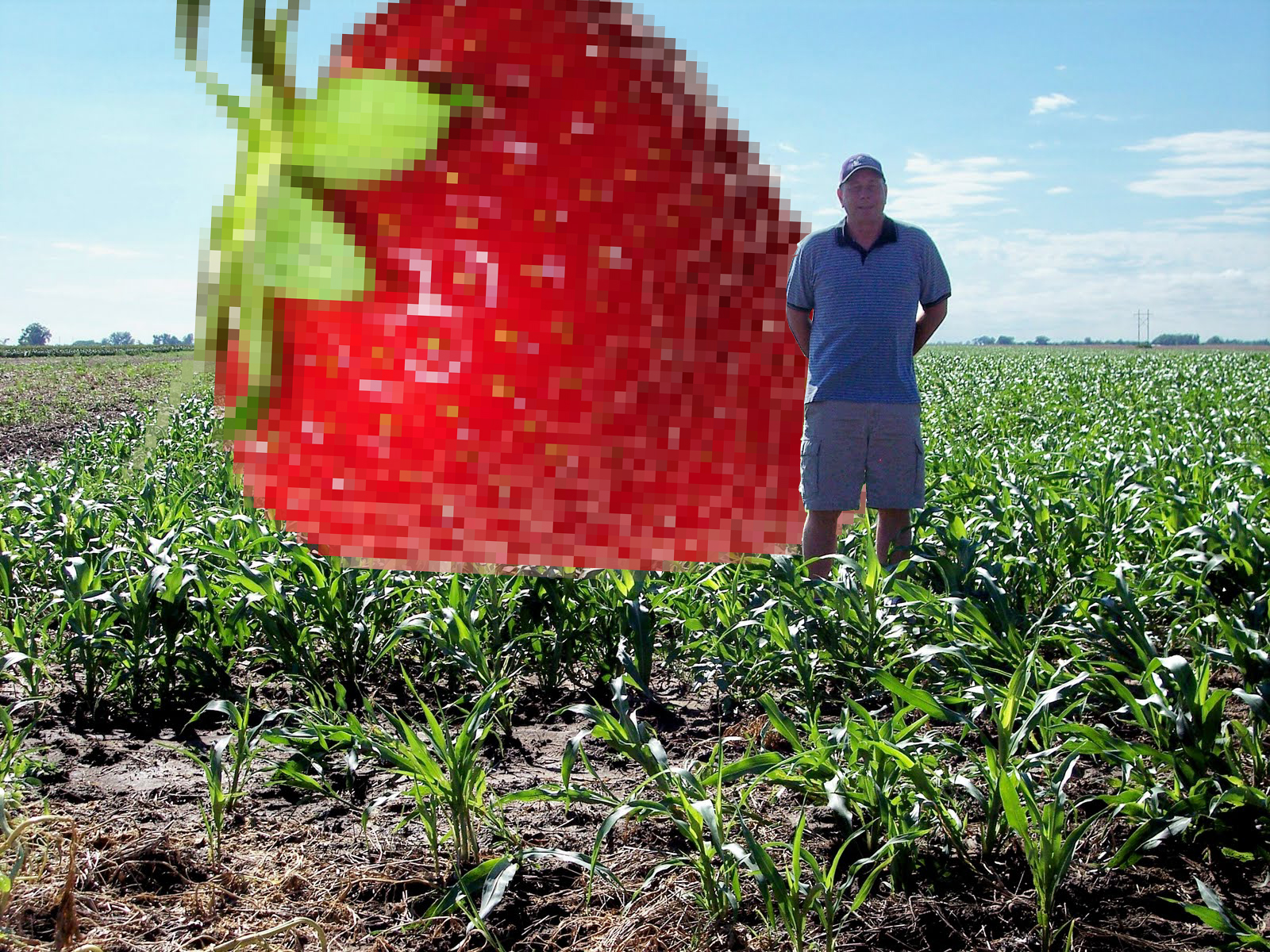 giant_strawberry.jpg